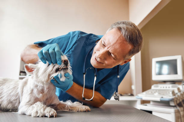 Best Broken or Chipped Tooth Repair in Monticello, AR